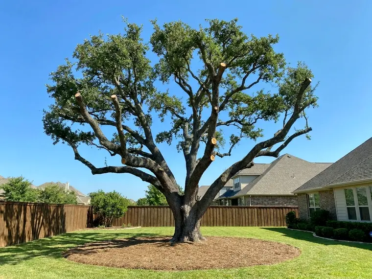 Mature tree being cut back by a tree service crew